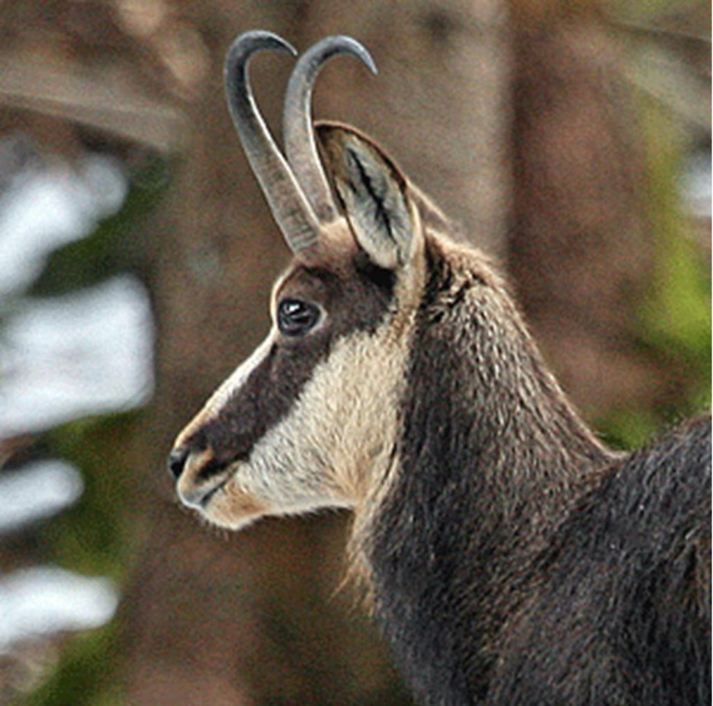 A Gemse or chamois (from which we also name the leather).