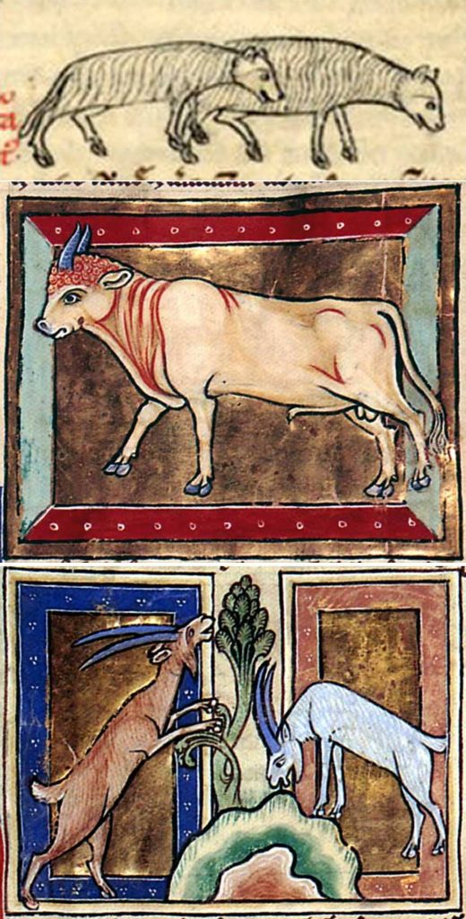 “Awe bleteþ after lomb … Bulluc sterteþ, bucke uerteþ” = ‘Ewe bleats after lamb … Bullock leaps, buck farts’. Iconography from the Bibliothèque Nationale de France, lat. 6838B, 13th century, and British Library, Royal MS 12 C. xix, Folio 32r and 31v, 1200–1210.
