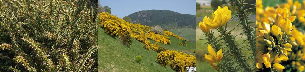 gorse=whinny